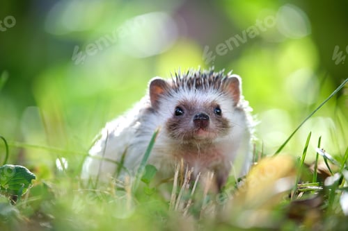 Preview: Small african hedgehog pet on green grass outdoors on summer day.