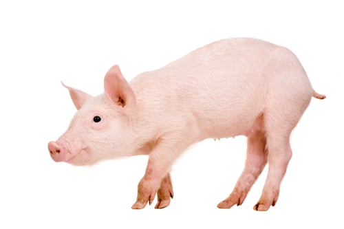 Preview: Young pig (+/-1 month)