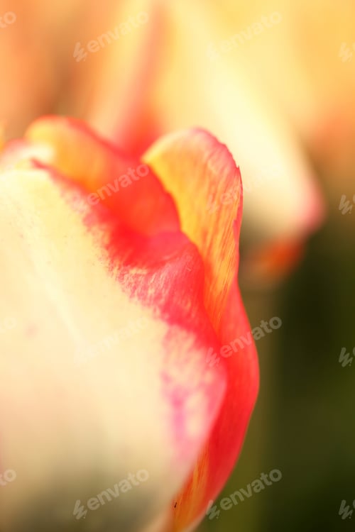 Preview: Tulip