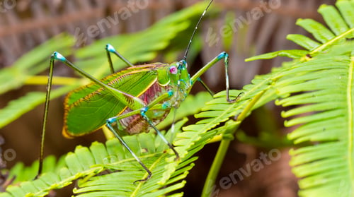 Grasshopper, Tanjung Puting National Park, Indonesia