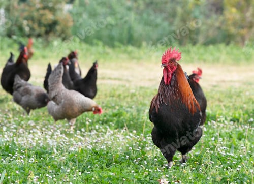 Preview: marans chicken in garden