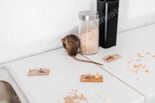 Preview: Mouse Near Baited Traps and Food Jar