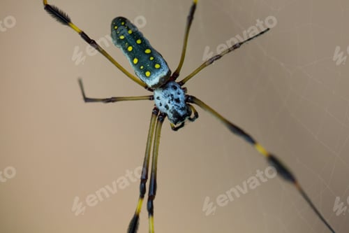 Preview: Golden Orb Spider