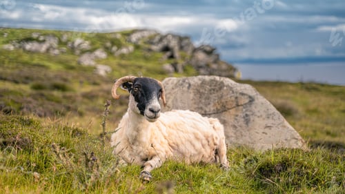 Preview: Adorable Lonk lying in the lush grass near the shore in Ireland
