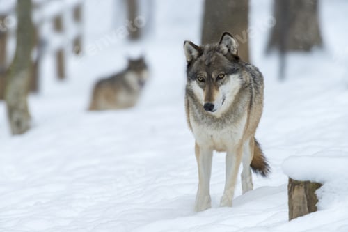 Preview: Wolf in a forest covered in the snow under the sunlight with a blurry background
