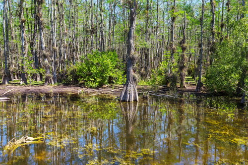 Preview: Cypress tree