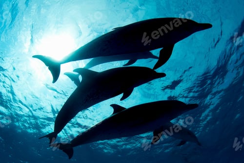 Preview: Dolphins swimming in tropical water, underwater view