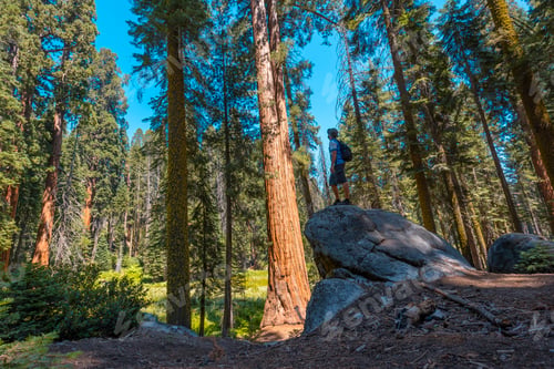 Preview: A young man with green hat on top of a stone next to a giant tree in Sequoia