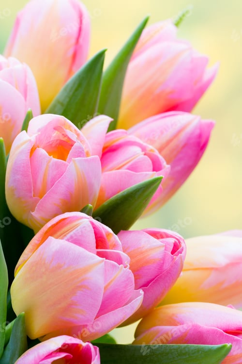 Preview: Spring flowers. Tulip bouquet on the bokeh background.