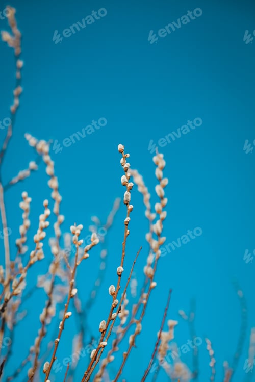 Preview: Willow catkins in spring.