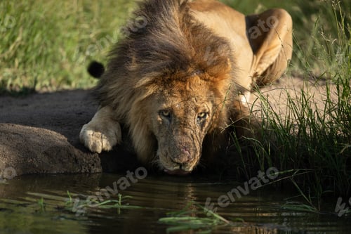 Preview: A male lion, Panthera leo, drinks water from a dam while looking up