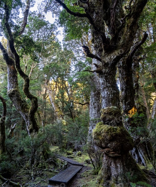 Preview: Enchanted Walk, Craddle mountain, Tasmania