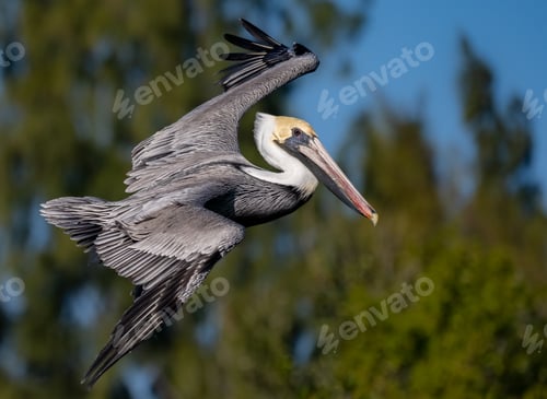 Preview: Pelican in Southern Florida