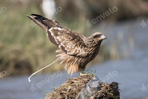 Preview: Majestic brown hawk perched by riverbank
