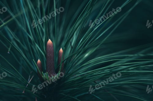 Preview: tropical jungle rainforest, foliage, wild, rain exotic wilderness scenery palm