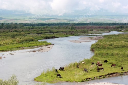 Preview: cows grazing on pasture by river