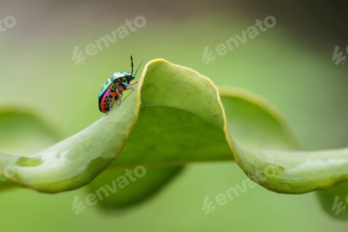 Preview: an insect from the beetle family is on a leaf