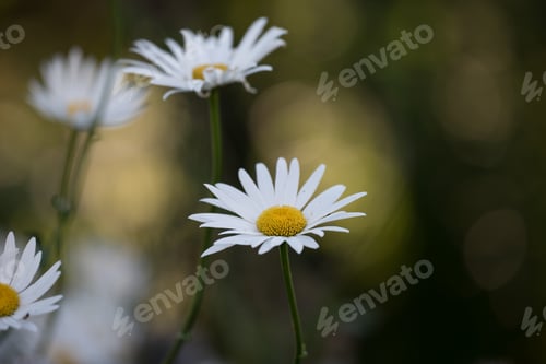 Preview: Daisy - Marguerite