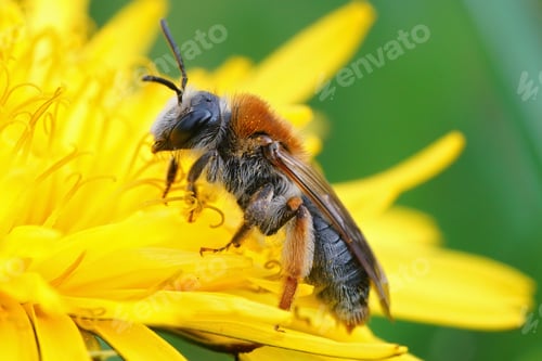 Preview: Closeup shot of an orange-tailed mining bee on a dandelion flower