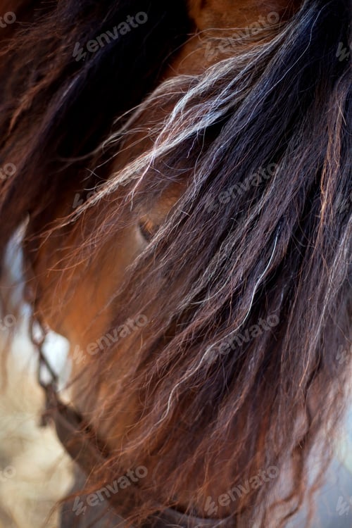 Preview: Horse head