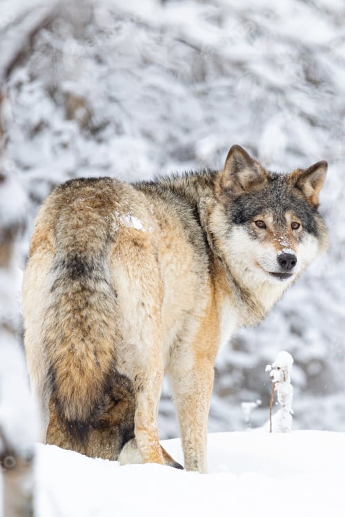 Preview: Focused wolf in pack looking backward in cold winter forest