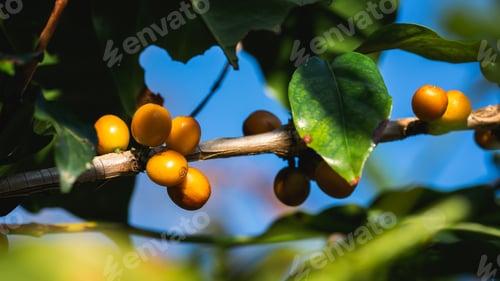 Preview: Detailed closeup of vibrant coffee berries flourishing in a lush garden setting.