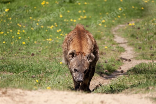 Preview: Selective focus shot of a Hyena walking up the hill in a Dutch zoo