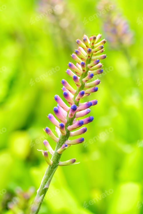 Preview: Aechmea gamosepala, Bromeliad in a nursery, blossom flower