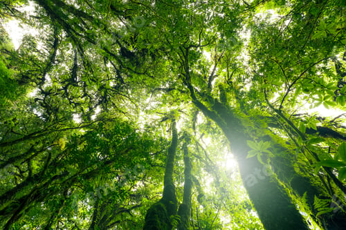 Preview: Looking up view of tree trunk to green leaves of tree in forest with sun light. Fresh environment