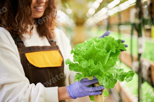 Preview: Joyful woman gardener holding green leafy plant.