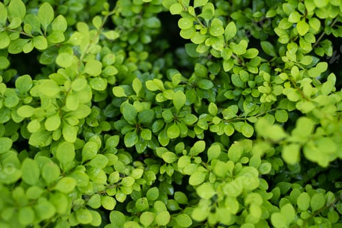 Preview: Grass in the forest like a background. Floral plants after rain.