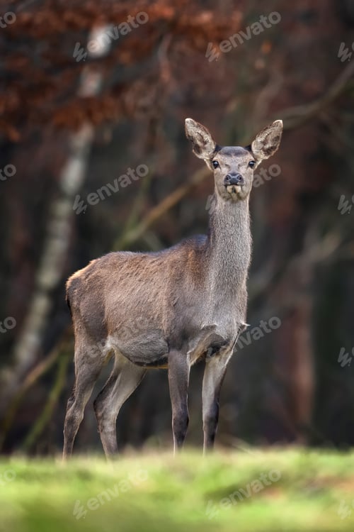 Preview: Female roe deer standing in a forest