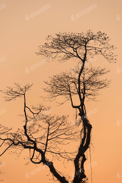 Preview: Tree sunset in nature