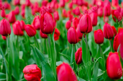 Preview: beautiful red tulips blooming in the garden for natural background
