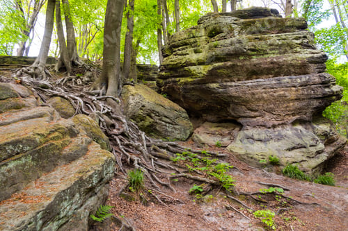 Preview: the witch's path in tecklenburg in the teutoburg forest in germany, a well-known nature reserve