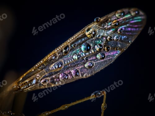 Preview: Iridescent wing of insect, mosquito, with water drops. close, macro.