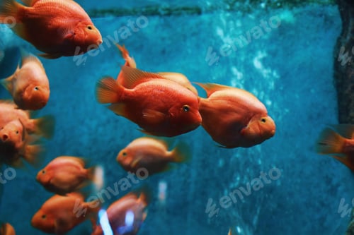 Preview: Fish in aquarium.