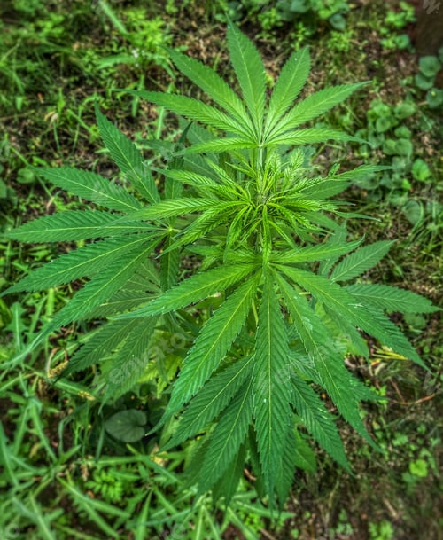 Preview: Top view of the wild cannabis leafs.