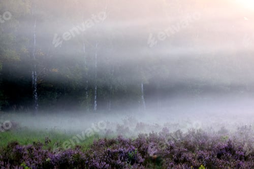 Preview: fpg over meadow with heather and forest