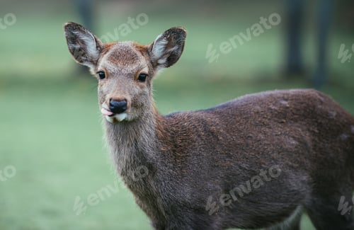 Preview: Deers and animals in Nara park, kyoto, Japan