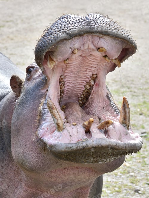 Preview: Hippopotamus (Hippopotamus amphibius)