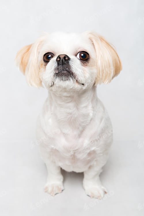 Preview: Shih tzu