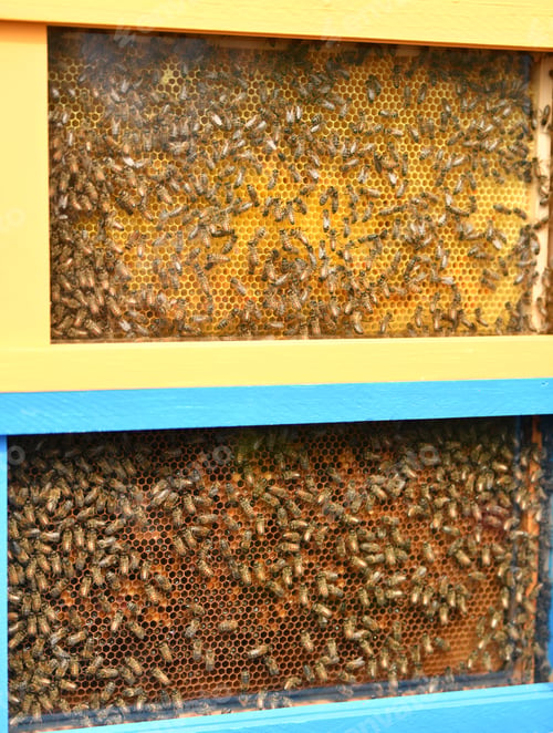 Preview: A beehive with bees. Close up macro.