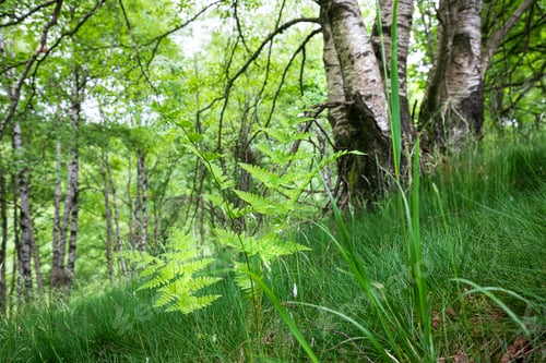 Preview: fern in birch forest