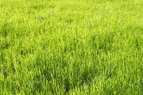 Preview: Green sunny grass background