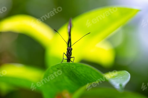 Preview: Macro Picture of a Butterfly