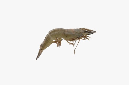 Preview: Fresh Tiger Prawn Ready to Cook