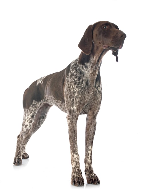 Preview: German Shorthaired Pointer