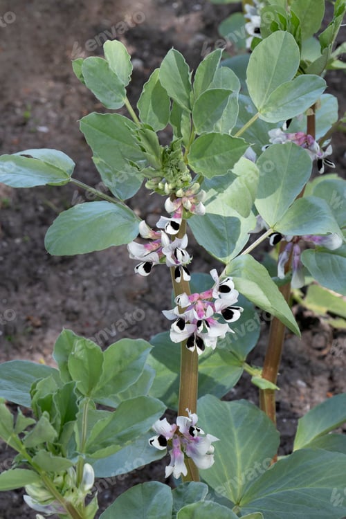 Preview: Broad bean plant with flowers outdoors
