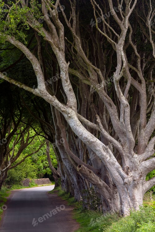 Preview: Dark Hedges - County Antrim - Northern Ireland